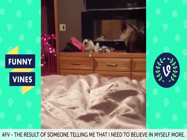 AFV Funny Vines Fails Compilation - Best Vines 2016 - Videos - You ...