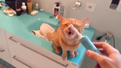 Funny crazy cat videos  - Compilation 2016