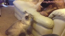 Dog vs Cat Fight - Cat and Dog Funny Fight Compilation