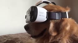 Dog Tries VR