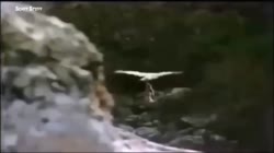 The Best of Eagle Attacks Caught on Video | Most Amazing Wild Animal Fights |