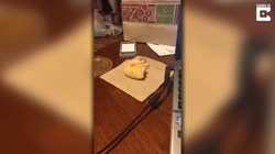 Cat Steals Food From Table