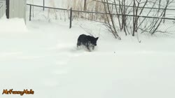 Puppies Discovering Snow For The First Time Compilation
